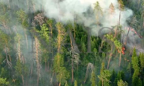 Причини виникнення лісових пожеж